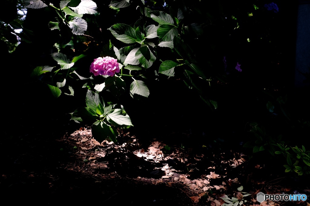 spot