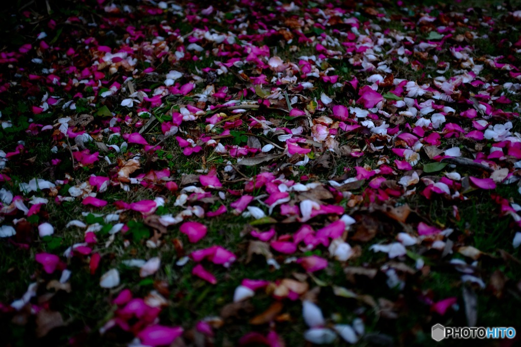 Fallen