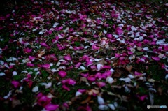 Fallen