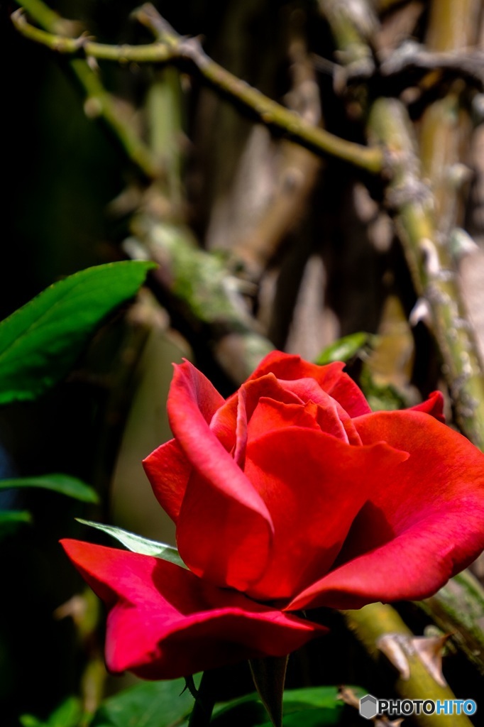 Every rose has its thorn