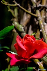 Every rose has its thorn