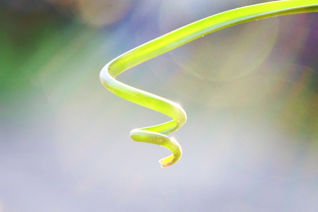 Spiral 