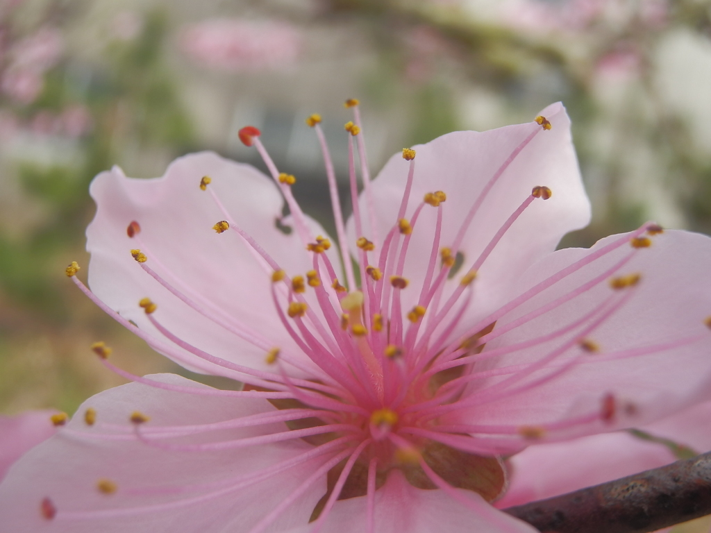 ほんのり桜色 2