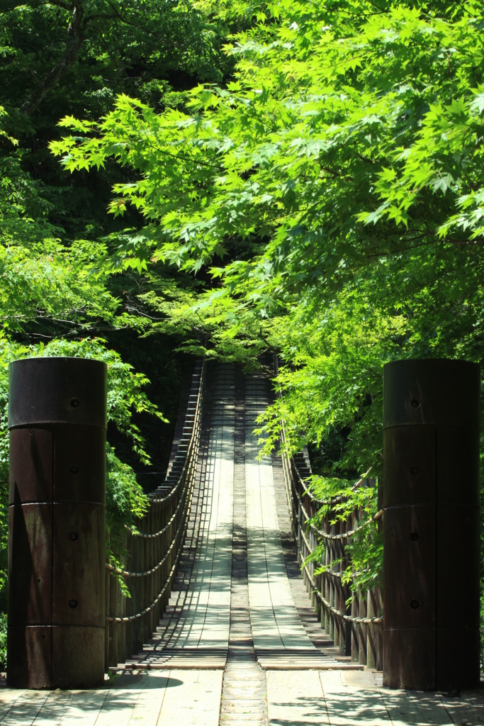 初夏への誘い