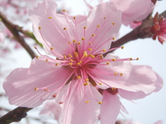 ほんのり桜色 1