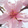 ほんのり桜色 1