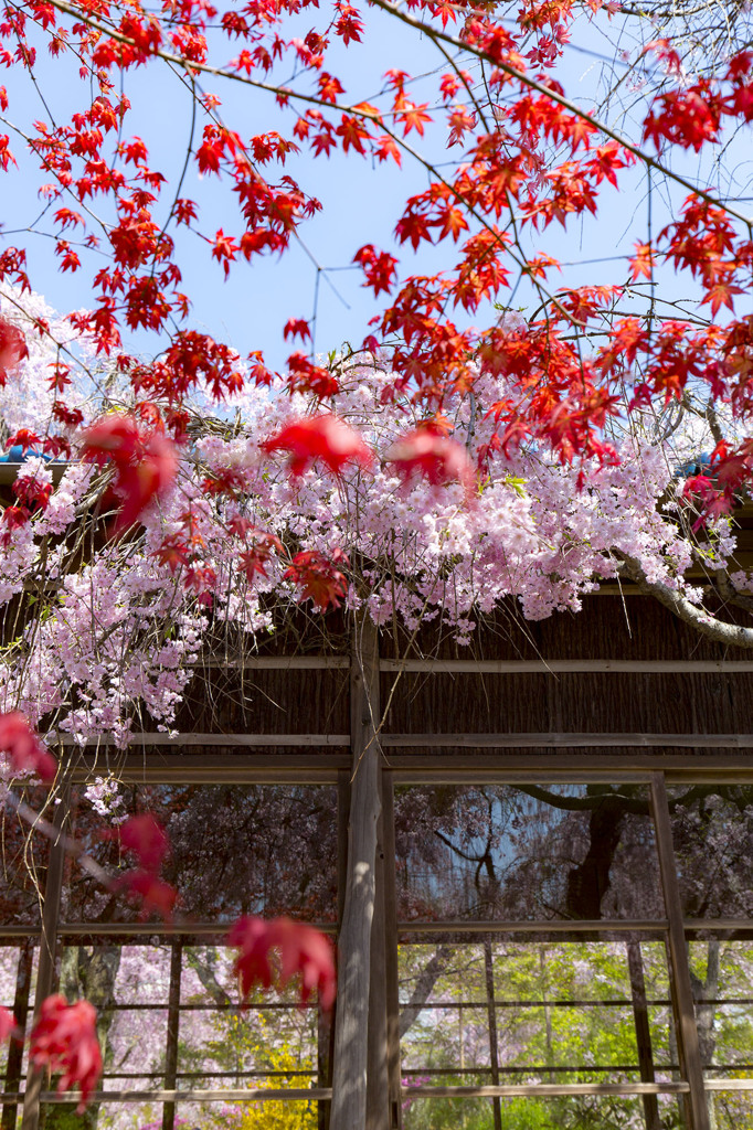 紅葉と桜