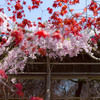 紅葉と桜