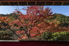 白龍園④