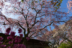 原谷苑の桜