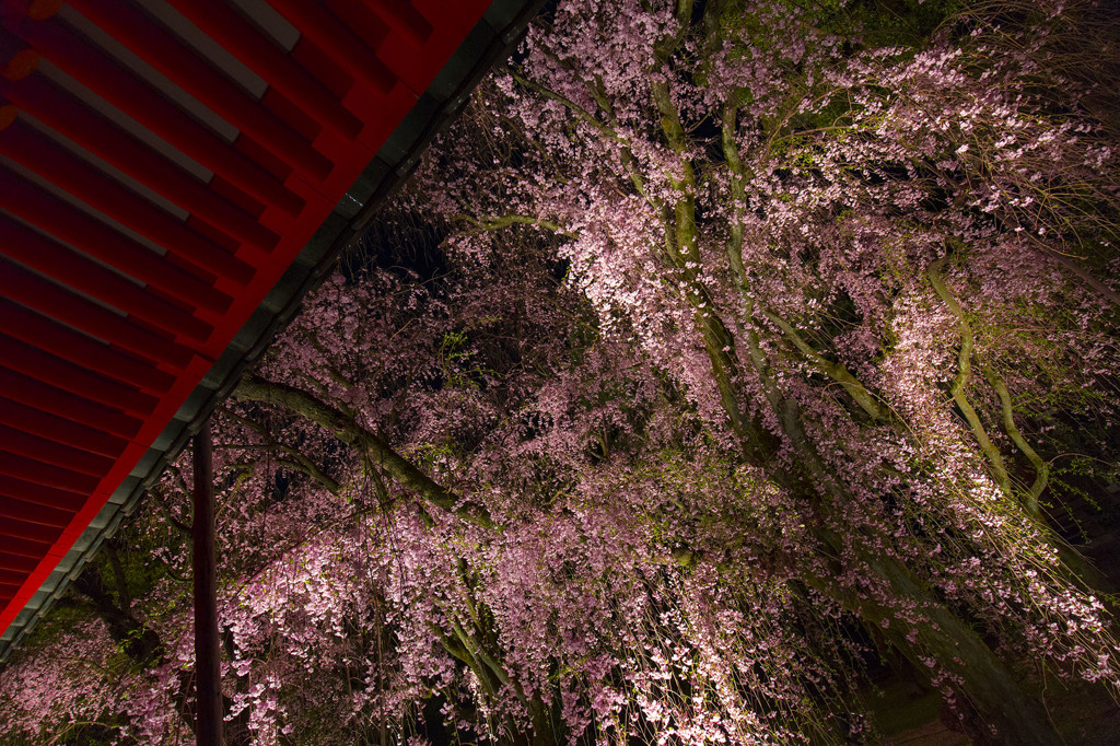 夜桜