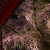 夜桜