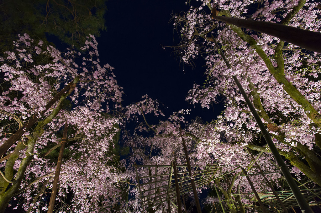 夜桜いっぱい