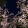 夜桜いっぱい