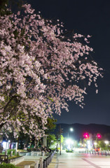 路上の桜