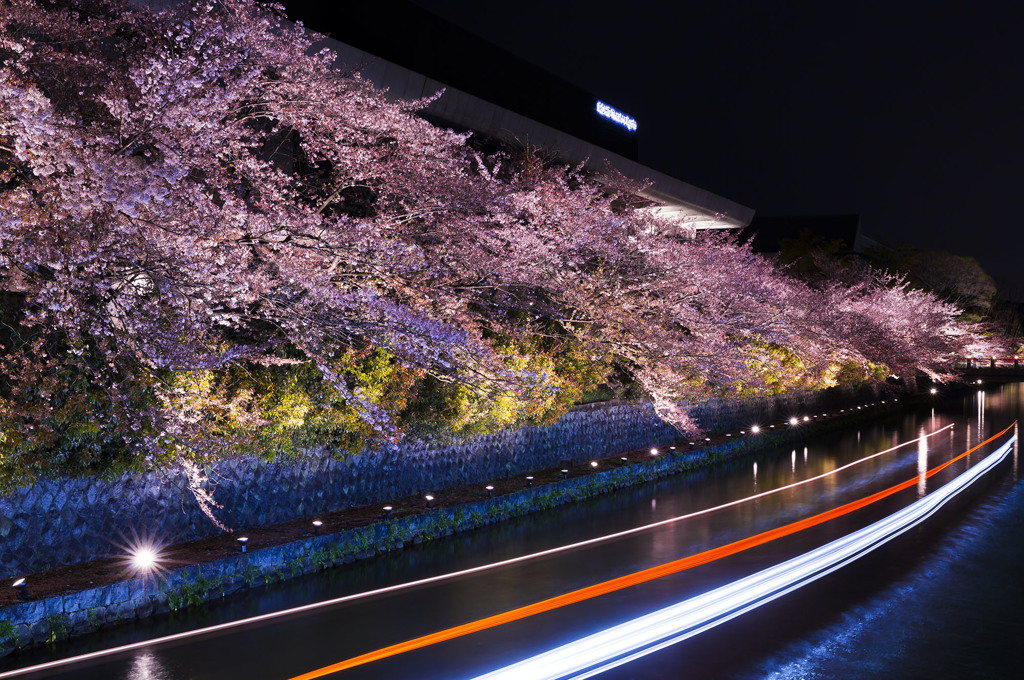 桜と遊覧船