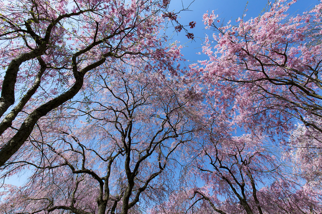 綺麗な桜