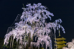 東寺5