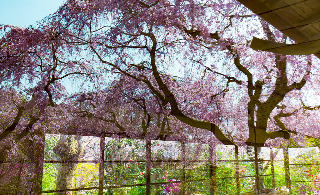 窓の桜