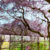 窓の桜