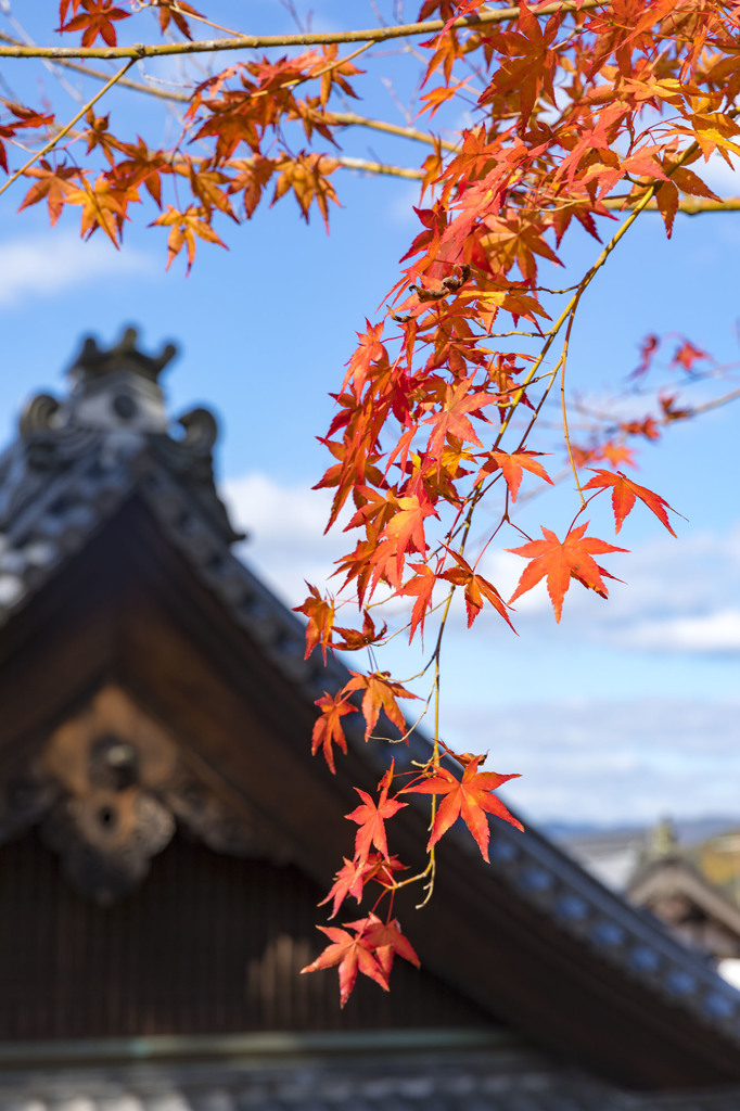 圓光寺④