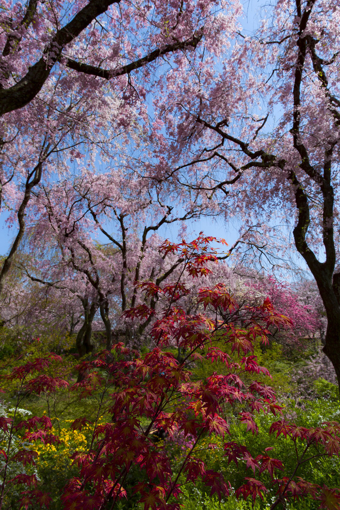 紅葉と桜1