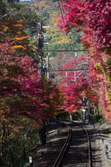 もみじのトンネル②