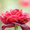 Crimson Red