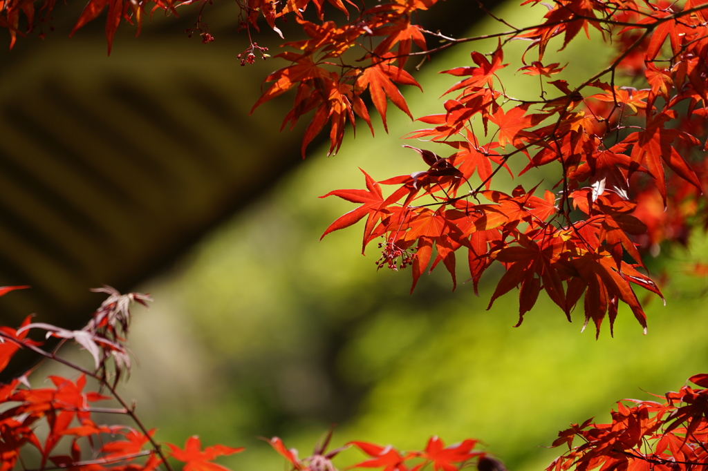 春の紅葉