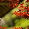 春の紅葉