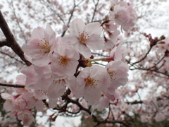 桜(伝花見にて)