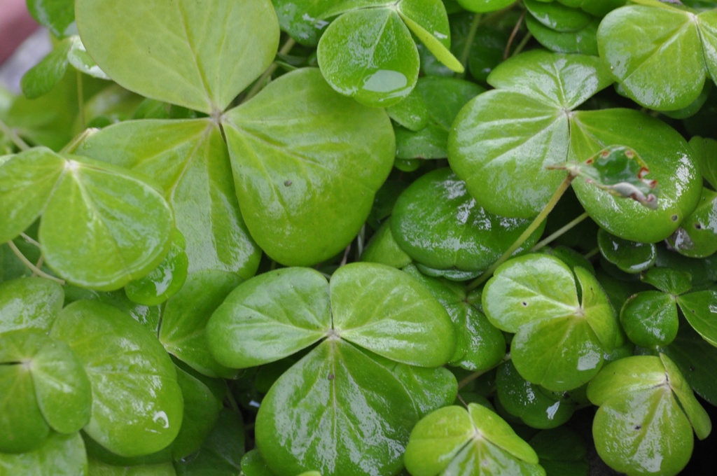 clover