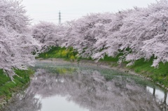 sakura