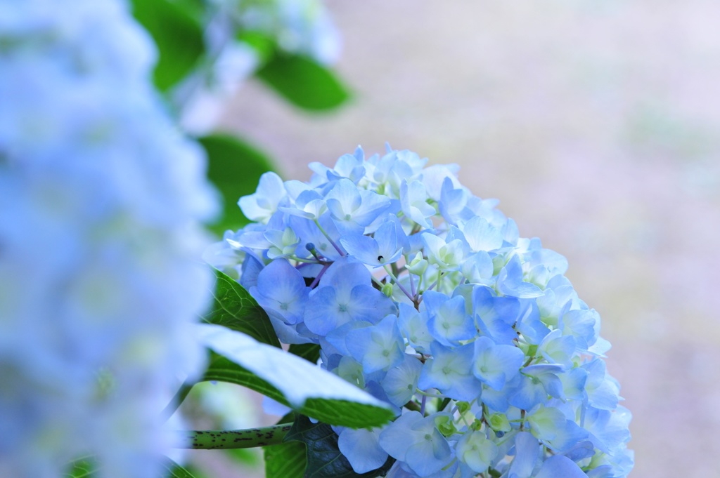 紫陽花