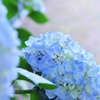 紫陽花
