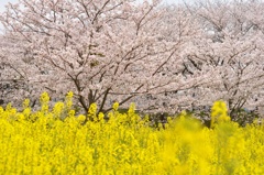 菜の花