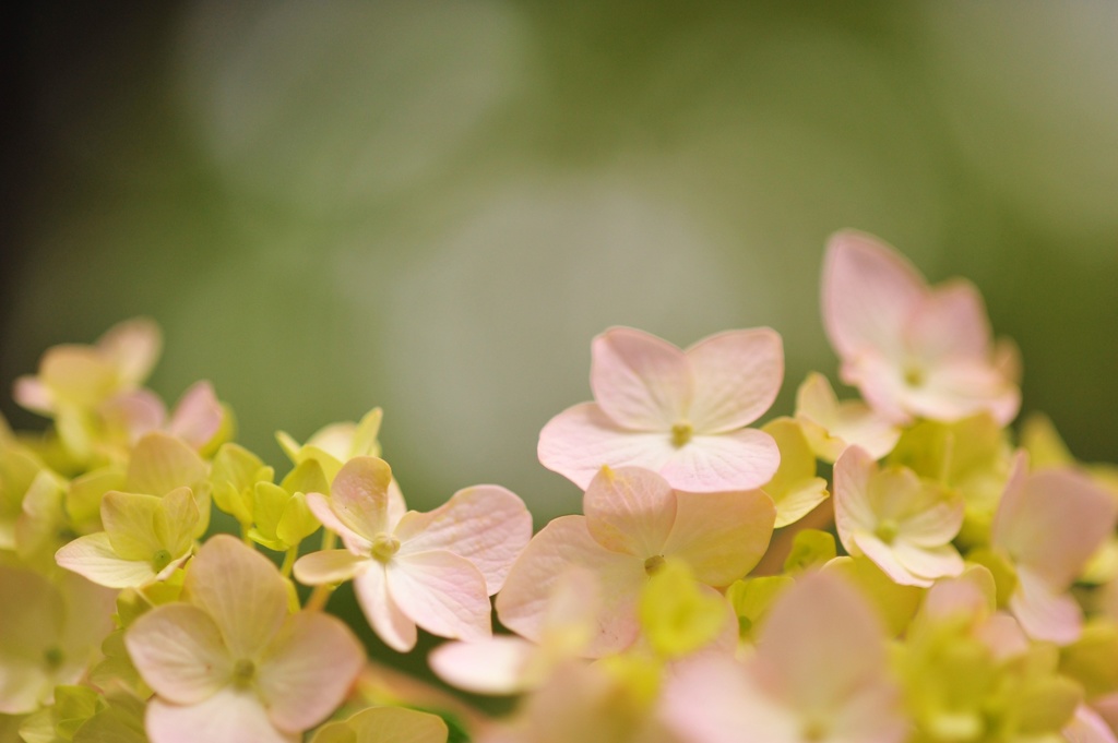 紫陽花