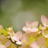 紫陽花