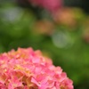 紫陽花