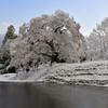 雪化粧