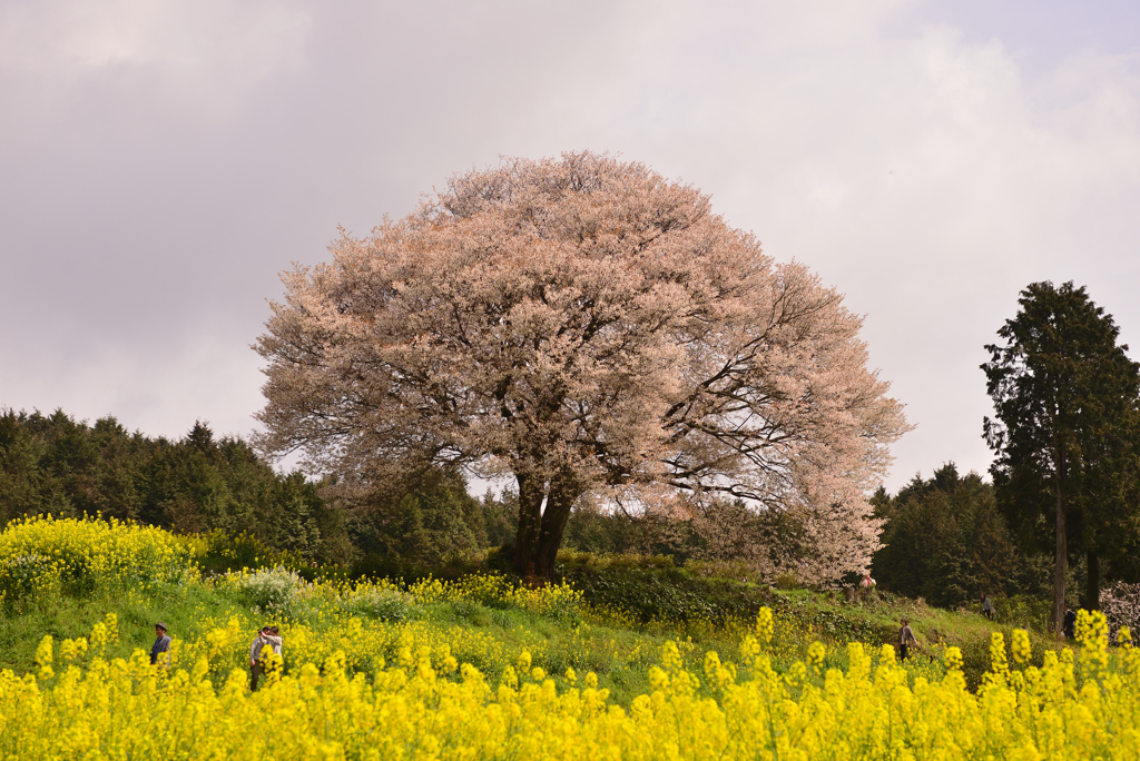 樹を想う