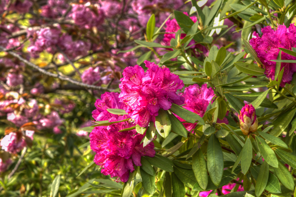 石楠花