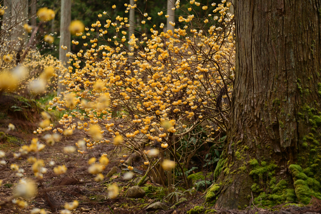 春の山道