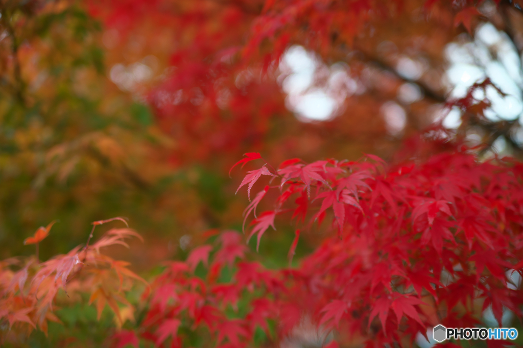 京の秋