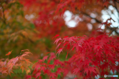 京の秋