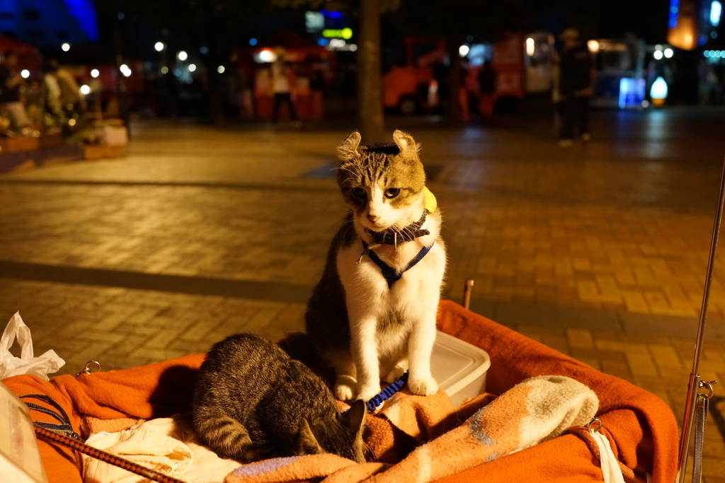DSC00524