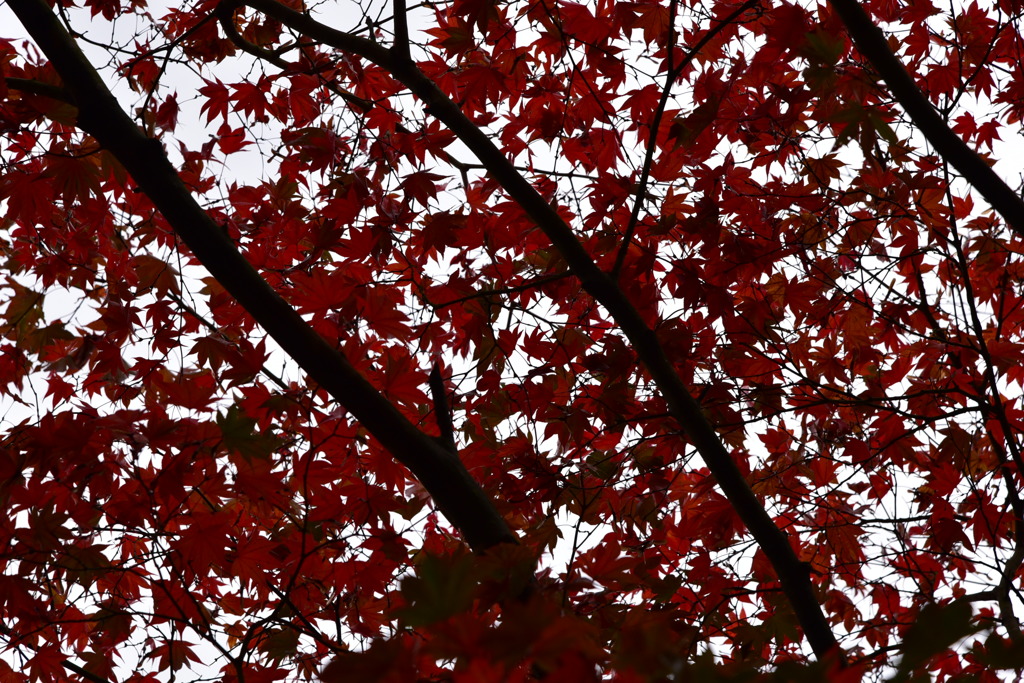 DSC_0202