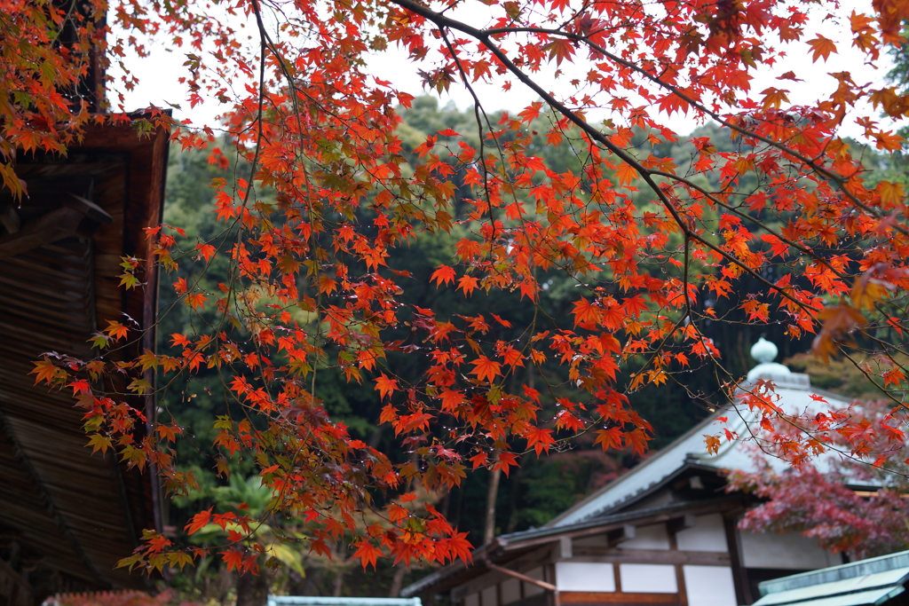 DSC01021