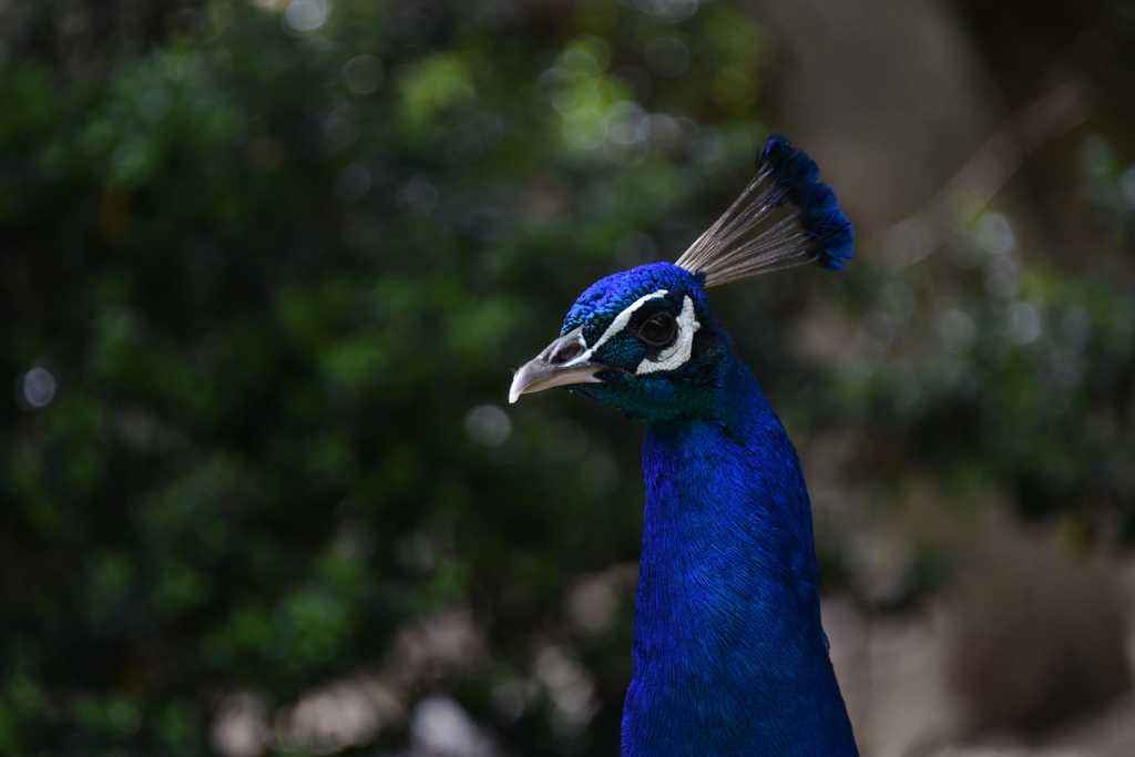 青い鳥