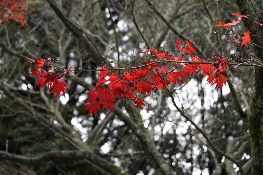 DSC_0310
